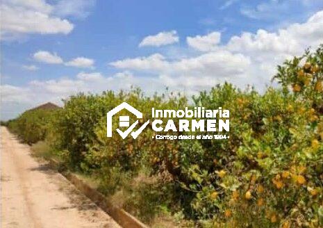¡OPORTUNIDAD ÚNICA! TERRENO CON LIMONEROS EN PRODUCCIÓN